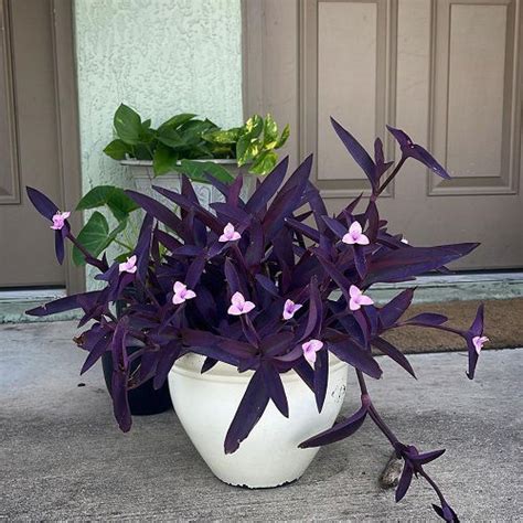 Purple Heart Plant Meaning and Symbolism | Balcony Garden Web