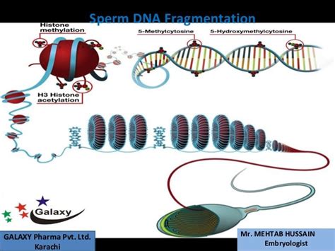 Sperm dna fragmentation