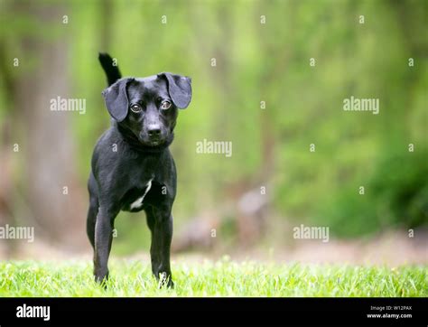 A small black Terrier mixed breed dog standing outdoors Stock Photo - Alamy