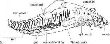 Cambrian Vertebrates - Amphibians - Fossil Hunters