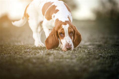 Top Sniffer Dog Breeds: Best Sense of Smell