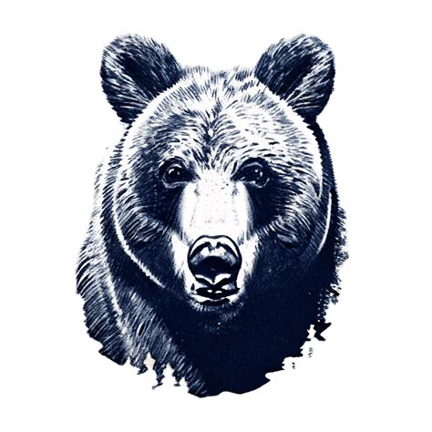 Grizzly Bear Pencil Sketch · Creative Fabrica