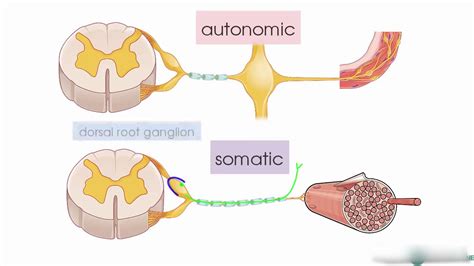 Somatic nervous system definition anatomy - nipodusa