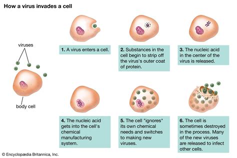 Virus - Infection, Host, Replication | Britannica