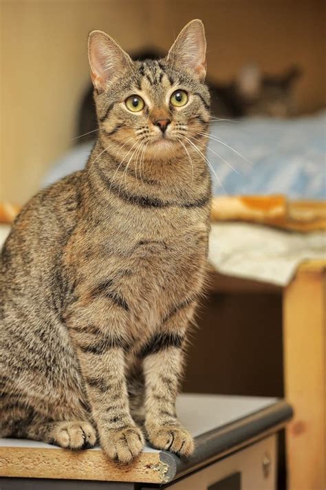 Brown Tabby Cat with Yellow Eyes Stock Photo - Image of muzzle, grey ...