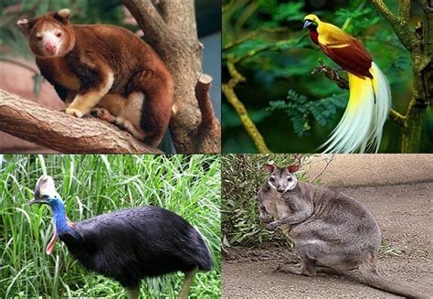 Mencari Hal: Fauna di Papua