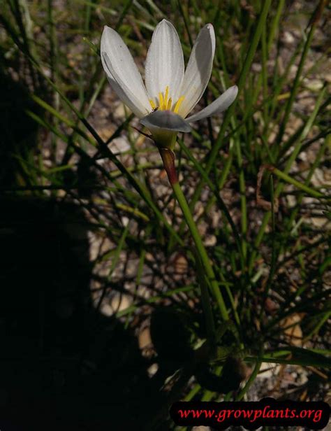 Rain lily - How to grow & care