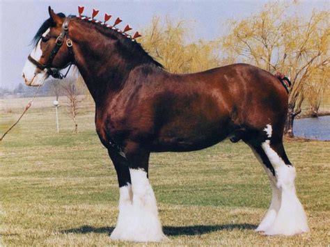 Clydesdale Horses Could Be the Worlds Most Popular Horses - HubPages