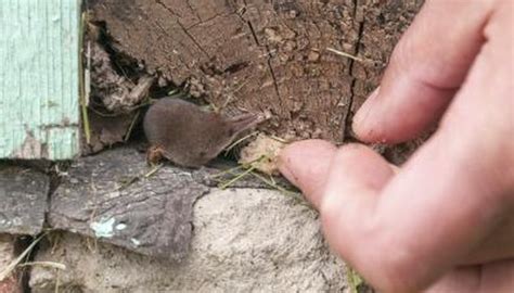 Difference Between a Mole & a Shrew | Sciencing