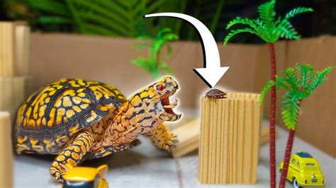 Top 5 BEST BOX TURTLE Foods You Can Buy! - YouTube