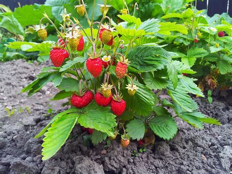 Pflege von Erdbeeren von der Pflanzung bis zur Ernte Pflege: Pflanzen ...