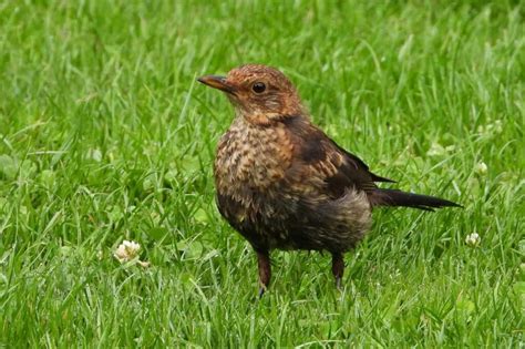 Female Blackbirds - Identification, Facts (Complete Guide) - Birds Fact