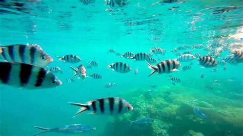 Snorkelling Tours, full and half day trips