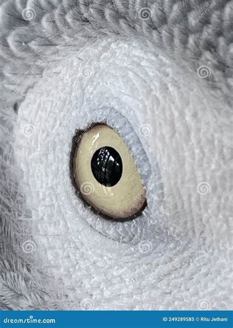 Eye of an African Grey Parrot Stock Image - Image of bird, psittacus ...