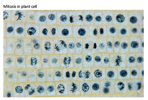 Mitosis Stages Under Microscope