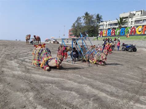 Two Camels for Tourist Ride on the Alibag Beach Editorial Photo - Image ...