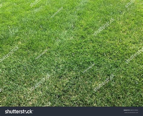 Grass Field Floor Texture Background Stock Photo 685314502 | Shutterstock