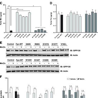 Effect of ferroportin disease mutations on intracellular Mn levels. A,... | Download Scientific ...