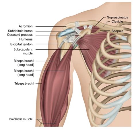 View 30 Long Head Biceps Tendon Anatomy - drivegraphicbox