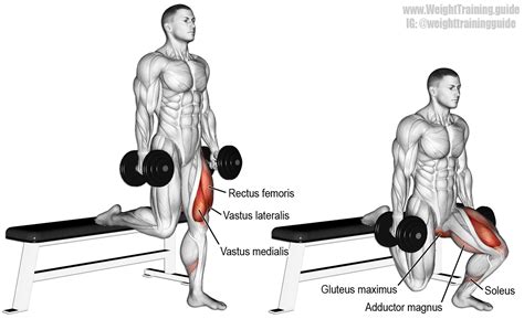 Dumbbell Bulgarian split squat guide and video | Weight Training Guide | Musculation ...