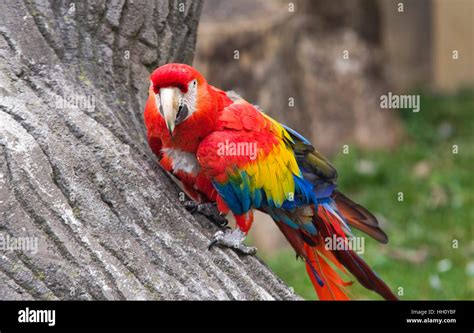 parrot bird at the zoo, rainbow colored feathers Stock Photo - Alamy