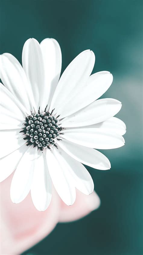 White Flower iPhone Wallpapers on WallpaperDog