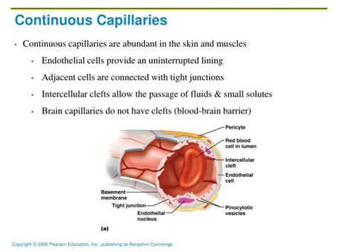 PPT - Blood Vessels PowerPoint Presentation - ID:6601870