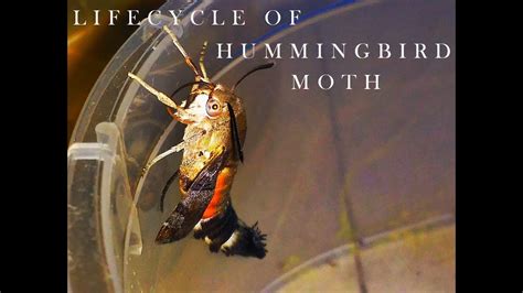 Hummingbird Moth Life Cycle