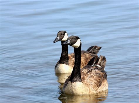 The Canada Goose: Facts and Information - Owlcation