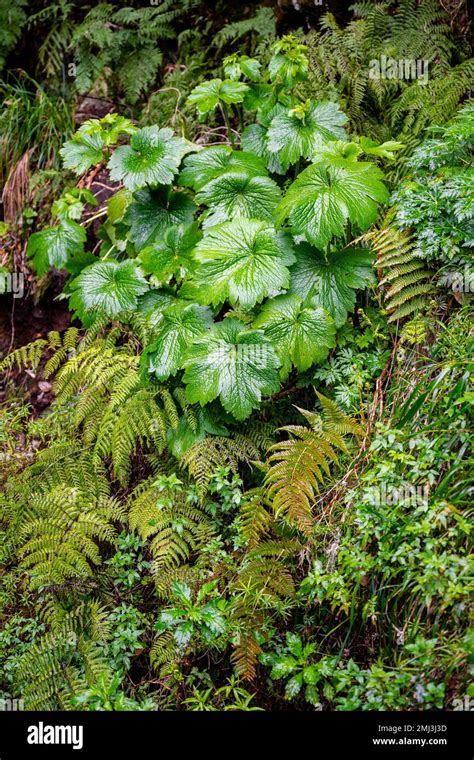 Dense thicket hi-res stock photography and images - Alamy