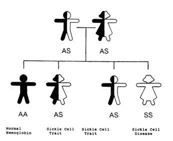 Section 1: The Genetics of Sickle Cell Disease and Sickle Cell Trait