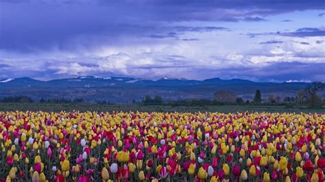 Tulip Field Cloudy Morning DSC6768 E | Wooden Shoe Tulip Far… | Flickr