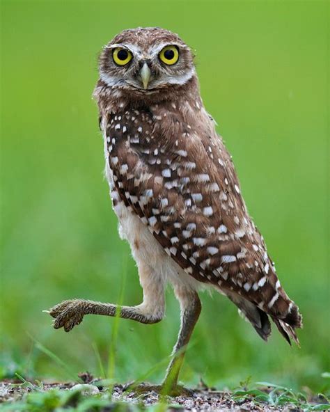 Florida Burrowing Owl (Athene cunicularia floridana) | Burrowing owl ...