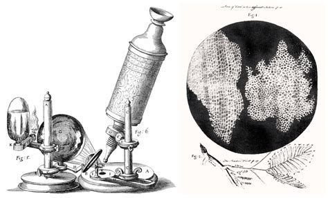 What Year Did Robert Hooke Invent The Microscope