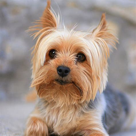 43 Best Small Dog Breeds