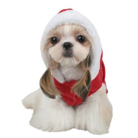 Gorro de navidad para perros - Imagui