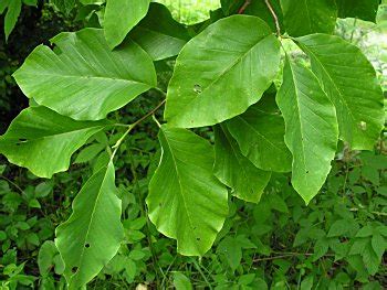 Cucumber Magnolia (Magnolia acuminata) - Great Plains Nursery