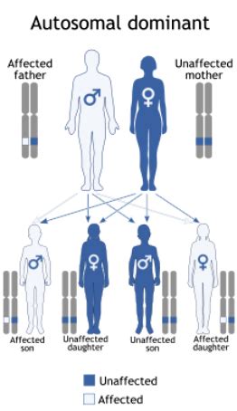 Genetic inheritance of Tuberous Sclerosis | Download Scientific Diagram