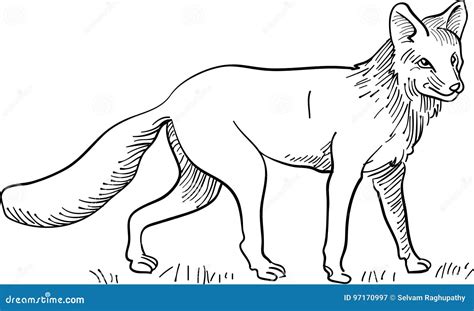 Fox line art stock vector. Illustration of mammal, forest - 97170997