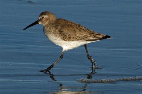 Dunlin: características, reprodução, habitat e alimentação | Pássaros