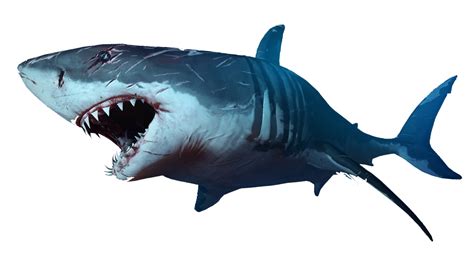 Shark PNG Transparent Images | PNG All