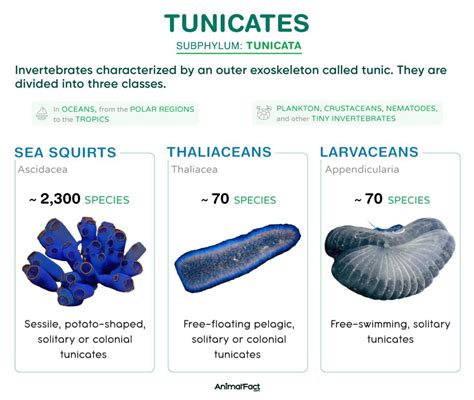 Tunicate - Examples, Characteristics, Anatomy, and Pictures