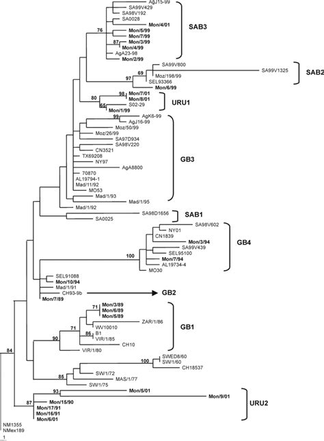 phylogenetic analysis of the G gene of group B human respiratory... | Download Scientific Diagram