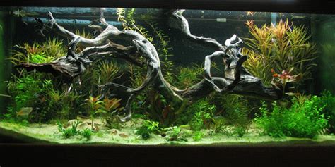 Aquarium Driftwood for Your Tank | The Aquarium Guide