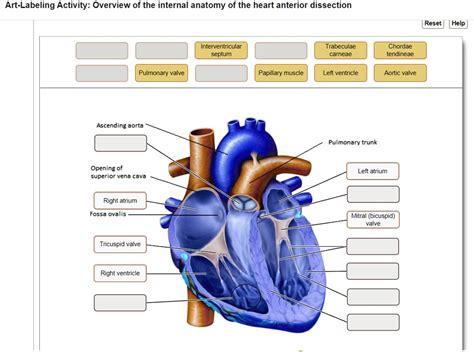 SOLVED: Art-Labeling Activity: Overview of the internal anatomy of the ...