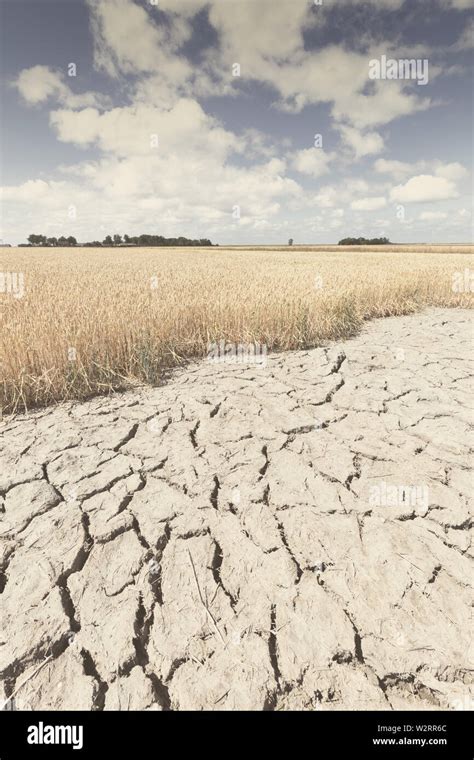 Dry and arid land with failed crops due to climate change and global ...