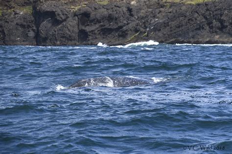 Gray whale feeding close to land | Press "L" for best effect… | Flickr