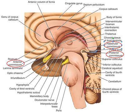 Anterior commissure: connects both olfactory bulbs (bilaterally ...