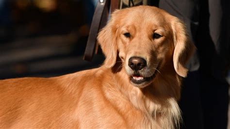 What Dog Looks Like A Golden Retriever