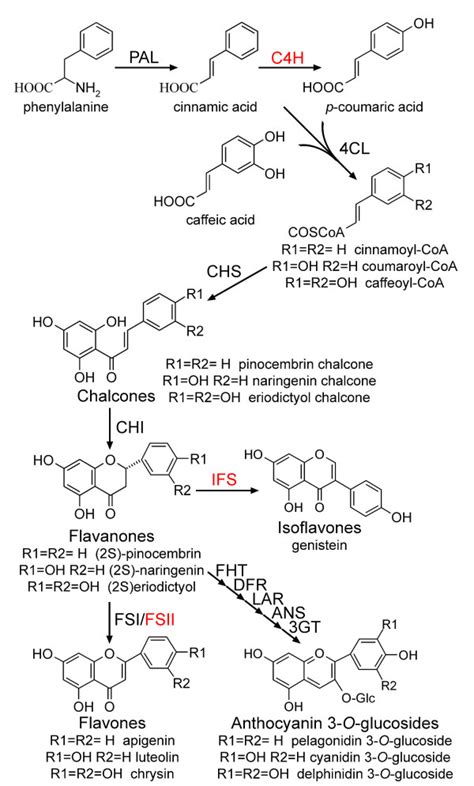 Flavonoid biosynthesis pathway. PAL: Phenylalanine ammonia-lyase; C4H:... | Download Scientific ...